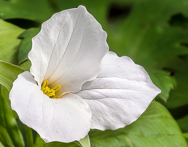 Trillium Grandiflorum